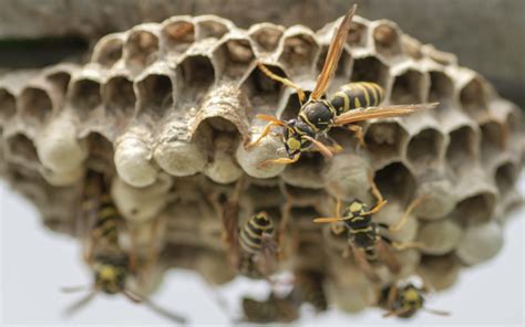 Paper Wasp Nest Removal | ABC Humane Wildlife Control and Prevention
