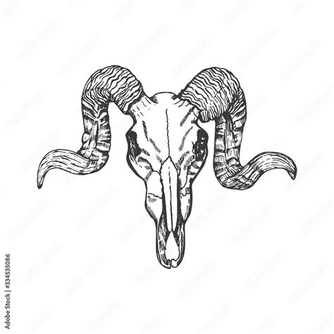 Ram skull hand drawn vector sketch. Animal skull with horns isolated on ...