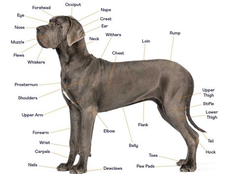 The Ultimate Dog Anatomy Guide 2022 — Sidekick by Finn