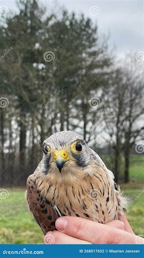 Kestrel falcon stock photo. Image of kestrel, ready - 268017652