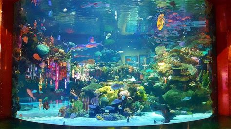 Silverton Aquarium Las Vegas - YouTube