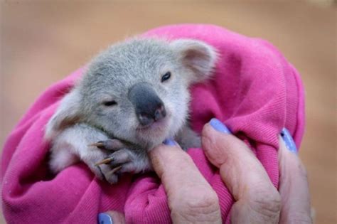 Meet Blondie Bumstead The Baby Koala | Others