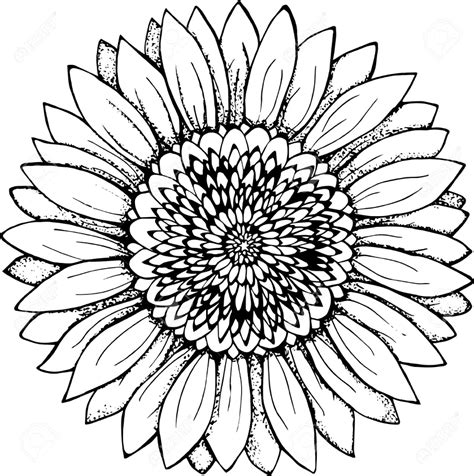 Download High Quality sunflower clipart outline Transparent PNG Images - Art Prim clip arts 2019