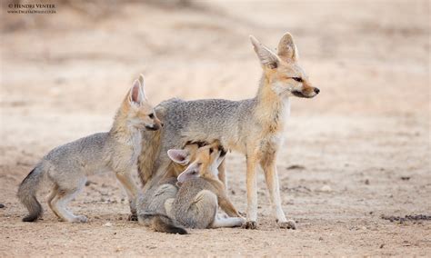 Cape Fox with suckling pups by Hendri Venter / 500px