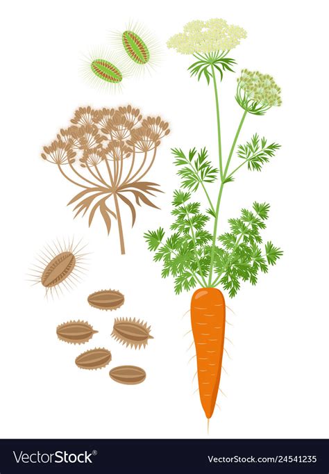 Carrot plant with compound umbel and inflorescence