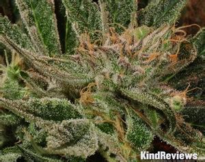 Maui Wowie | Marijuana Strain Library | PotGuide.com