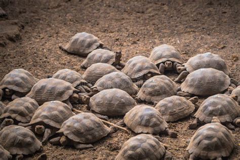 Galapagos Islands - August 25, 2017: Giant Land Tortoises in the ...