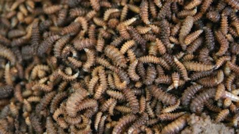 15 Facts About Maggots | Mental Floss