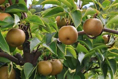 Asian Pear Trees: Care & Growing Guide