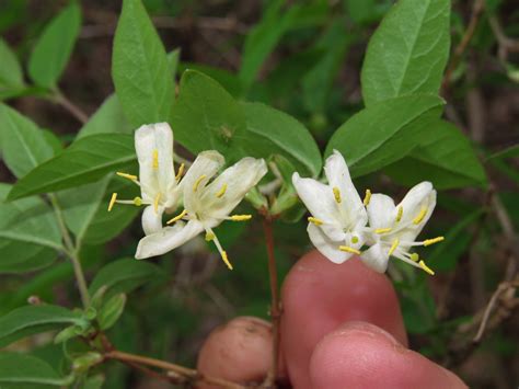 Maryland Biodiversity Project - Chinese Honeysuckle (Lonicera fragrantissima)