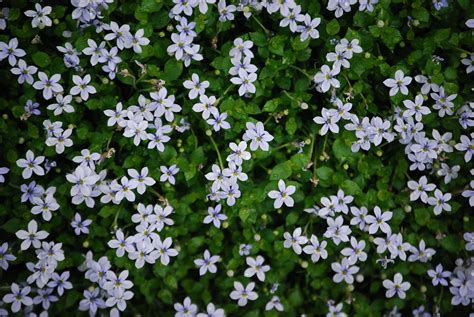 Blue star creeper | Creepers, Plants, Blue star