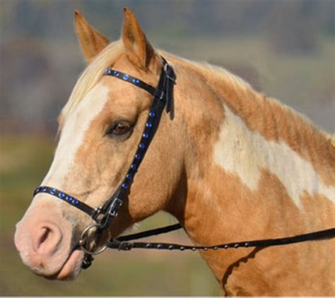 Draft Horse Sizeicelandic BRIDLE Made From Beta Biothane - Etsy