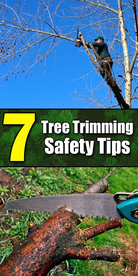 7 Tree Trimming Safety Tips - Golly Gee Gardening