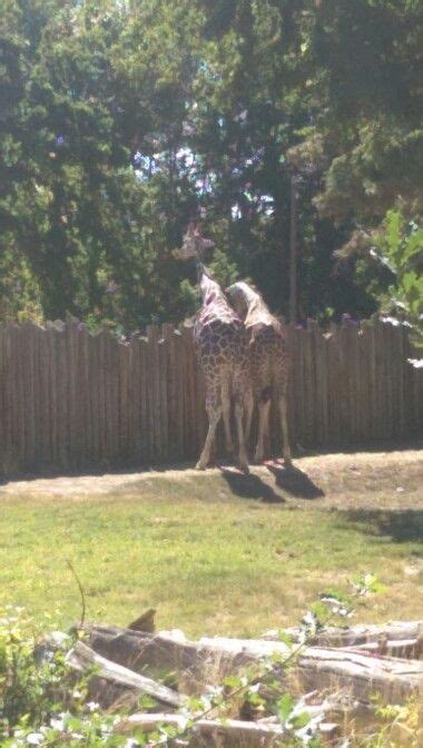 Boise zoo | Boise zoo, Boise, Zoo