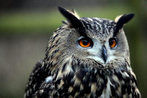 18 Wild Animals in the Netherlands [Wildlife in the Netherlands]