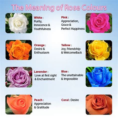 Rose Flower: Rose Flower Meaning Of The Colors