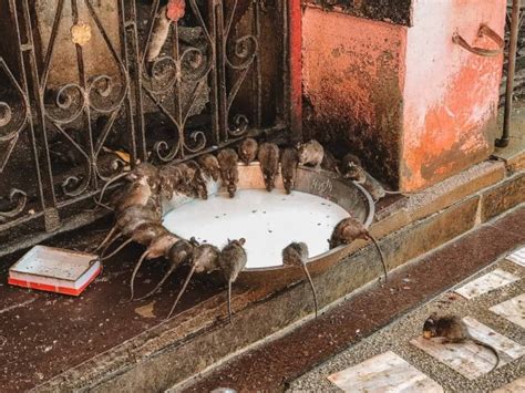 Karni Mata Temple (2024) - Tips For Visiting The Rat Temple In India!