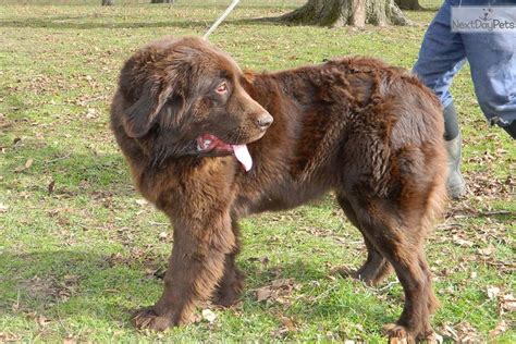 60 HQ Pictures Brown Newfoundland Puppies For Sale In Ohio - AKC Newfoundland Female Puppies for ...