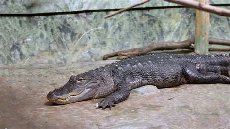 American Alligator - Elmwood Park Zoo