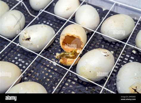 Goose eggs in an incubator. Goose egg incubation. The process of hatching from goose eggs in the ...