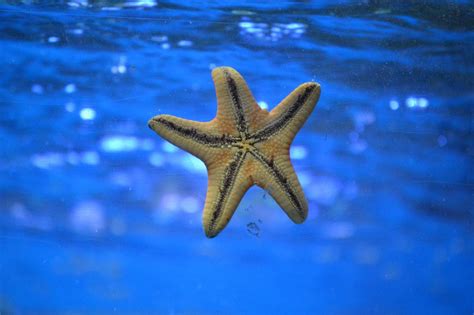 Why We Should Not Lift Starfish Out Of The Water: It's Fatal!