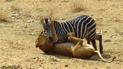 lion vs zebra win for death-amazing competition zebra save the life ...