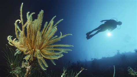 Feather Star: Meet the Fascinating Marine Creature - Scuba.com