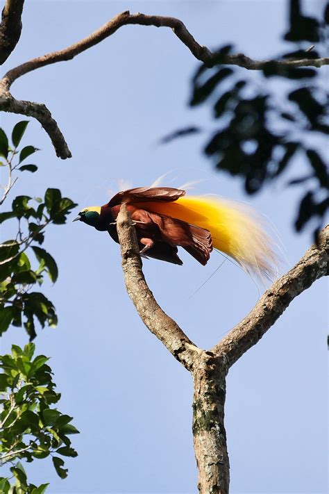 Papua New Guinea Birding Tours - Birdwatching Tours - Birdquest