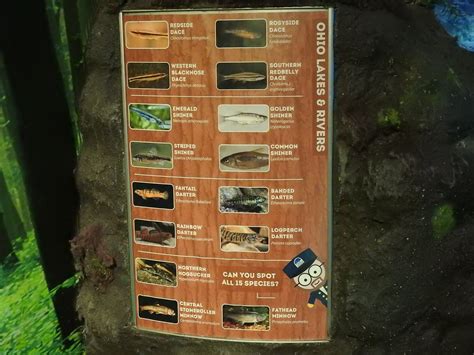 Ohio River's & Lakes Small Fish exhibit species list - ZooChat