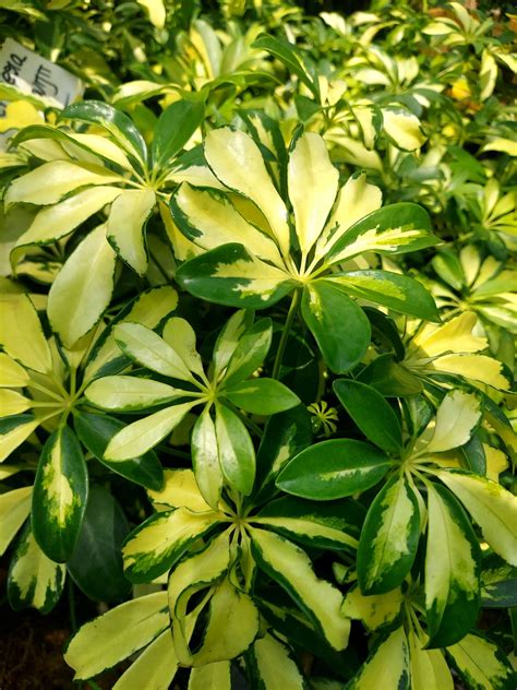 Schefflera Variegated(Dwarf Umbrella Plant) - Elanthalir Nursery Garden