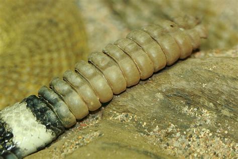 Rattlesnake Tail Photograph by Paul Slebodnick