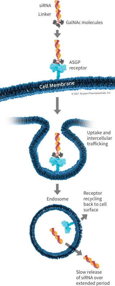 siRNA Delivery: GalNAc Conjugates and LNPs | Alnylam® Pharmaceuticals