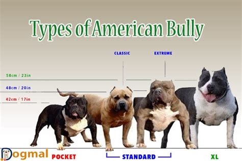 Bully Breeds Chart