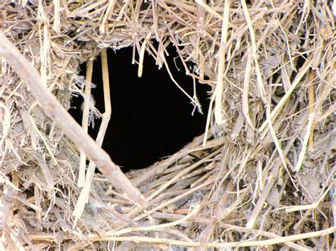 Holes in My Soles: The Hammerkop's nest reveals a surprise!.