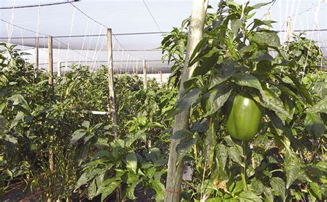 Tunnel farming with cucumbers methods for success | Farmer's Weekly