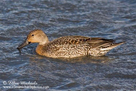 Northern Pintail (female)