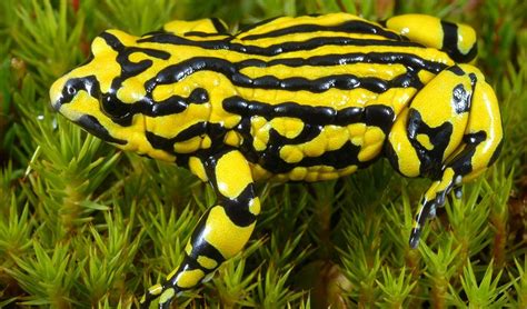 Southern corroboree frog - Australian Geographic | Frog species, Frog, Extinction