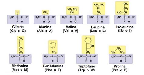 En esta tabla de aminoácidos podrás conocer los tipos de aminoácidos que existen, su función en ...