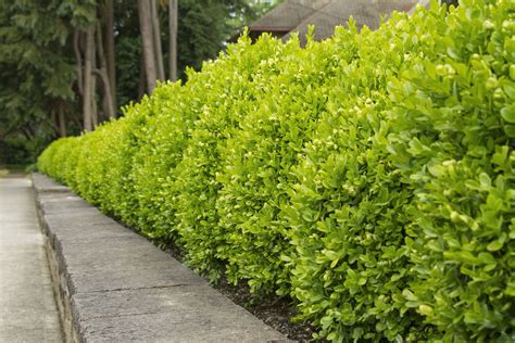 Dwarf English Boxwood | English boxwood, Dwarf english boxwood ...