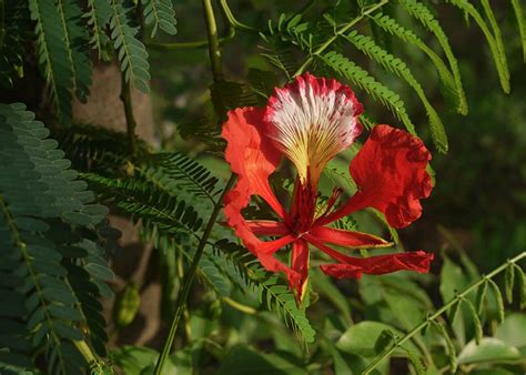 Care guide for the Flame tree Bonsai tree (Delonix regia) - Bonsai Empire