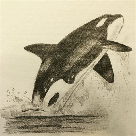 My drawing of a killer whale. : r/drawing