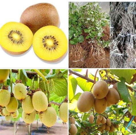 Yellow Golden Kiwi Fruit Plant Manufacturer Supplier from Pune India