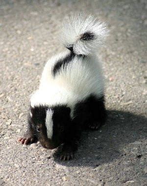 Baby Striped Skunk