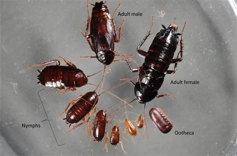 Oriental Cockroach a.k.a Waterbug (PESTs or NOT?) | APB