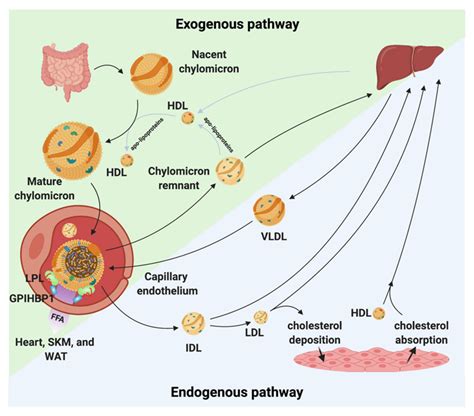 Biomedicines | Free Full-Text | The Importance of Lipoprotein Lipase ...