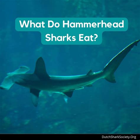 What Do Hammerhead Sharks Eat? - Dutch Shark Society