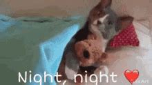 Nighty Night GIFs | Tenor