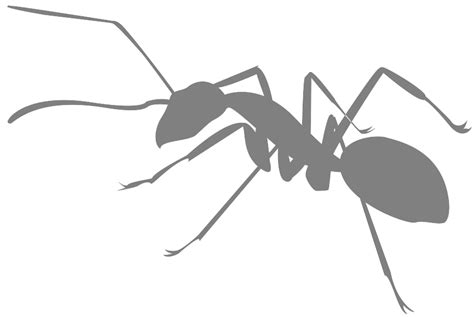 Ant Silhouette | Free vector silhouettes