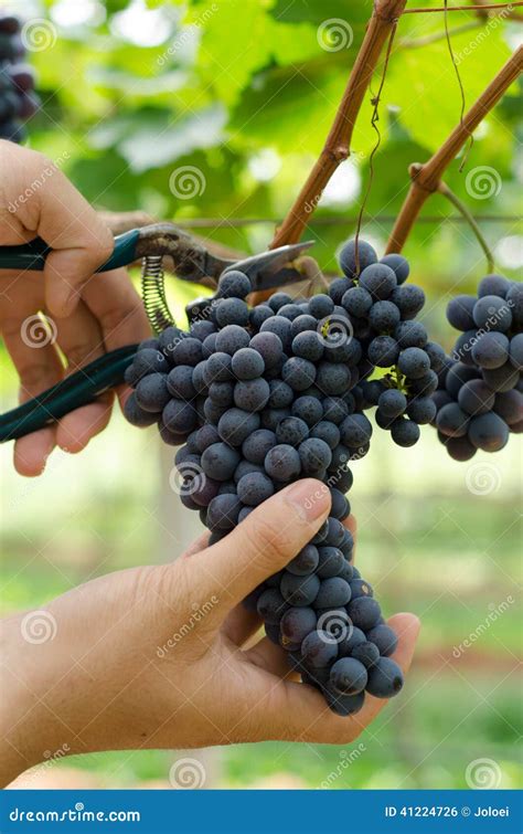 Grape harvesting stock photo. Image of freshness, harvest - 41224726