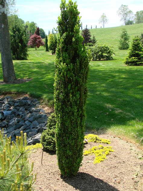 Green Tower Boxwood--Interesting tall, columnar shape. Might be nice in corners to sort of mimic ...